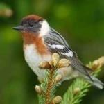 image of bird