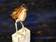 image of bittern