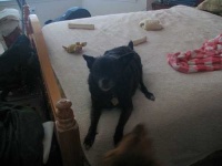 image of schipperke