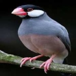 image of bird