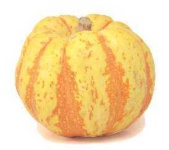 image of spaghetti_squash