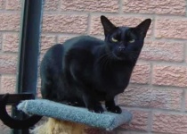 image of animal
