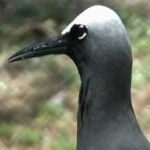image of bird