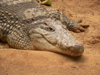 image of african_crocodile