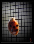 image of window_screen