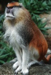 image of monkey #5