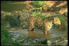 image of animal