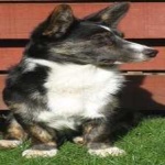 image of animal