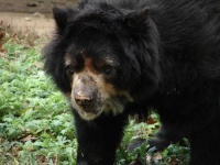 image of sloth_bear #2