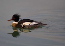 image of red_breasted_merganser