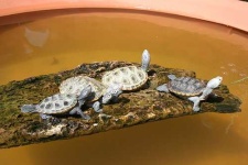 image of terrapin