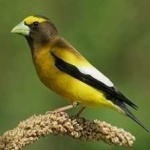 image of bird