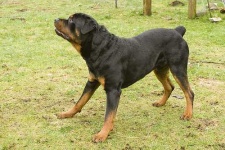 image of rottweiler