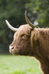 image of animal