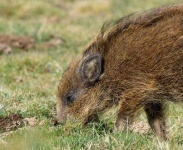 image of boar #39