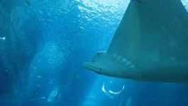 image of electric_ray