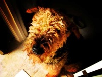 image of airedale #33