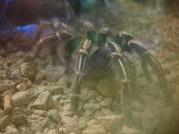 image of tarantula #31