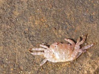 image of rock_crab