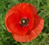 image of flower
