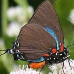image of animal