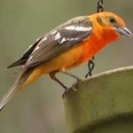 image of bird