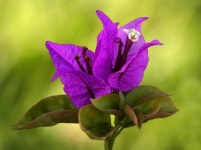 image of flower