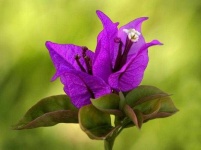 image of bougainvillea #12