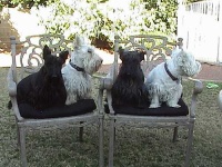 image of west_highland_white_terrier