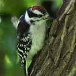image of bird