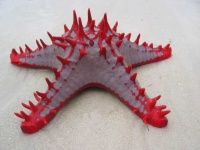 image of starfish