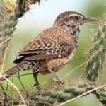 image of bird