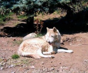 image of white_wolf