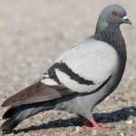 image of bird