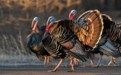 image of animal