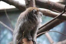 image of titi