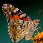 image of animal