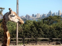 image of animal