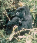image of gorilla