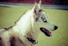 image of eskimo_dog #4