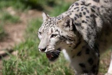 image of jaguar_car