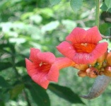 image of flower