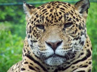 image of jaguar_car