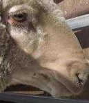 image of animal