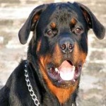 image of animal