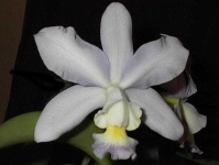 image of flower