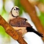 image of bird