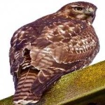 image of bird