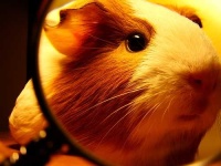 image of guinea_pig