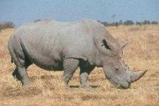 image of rhino